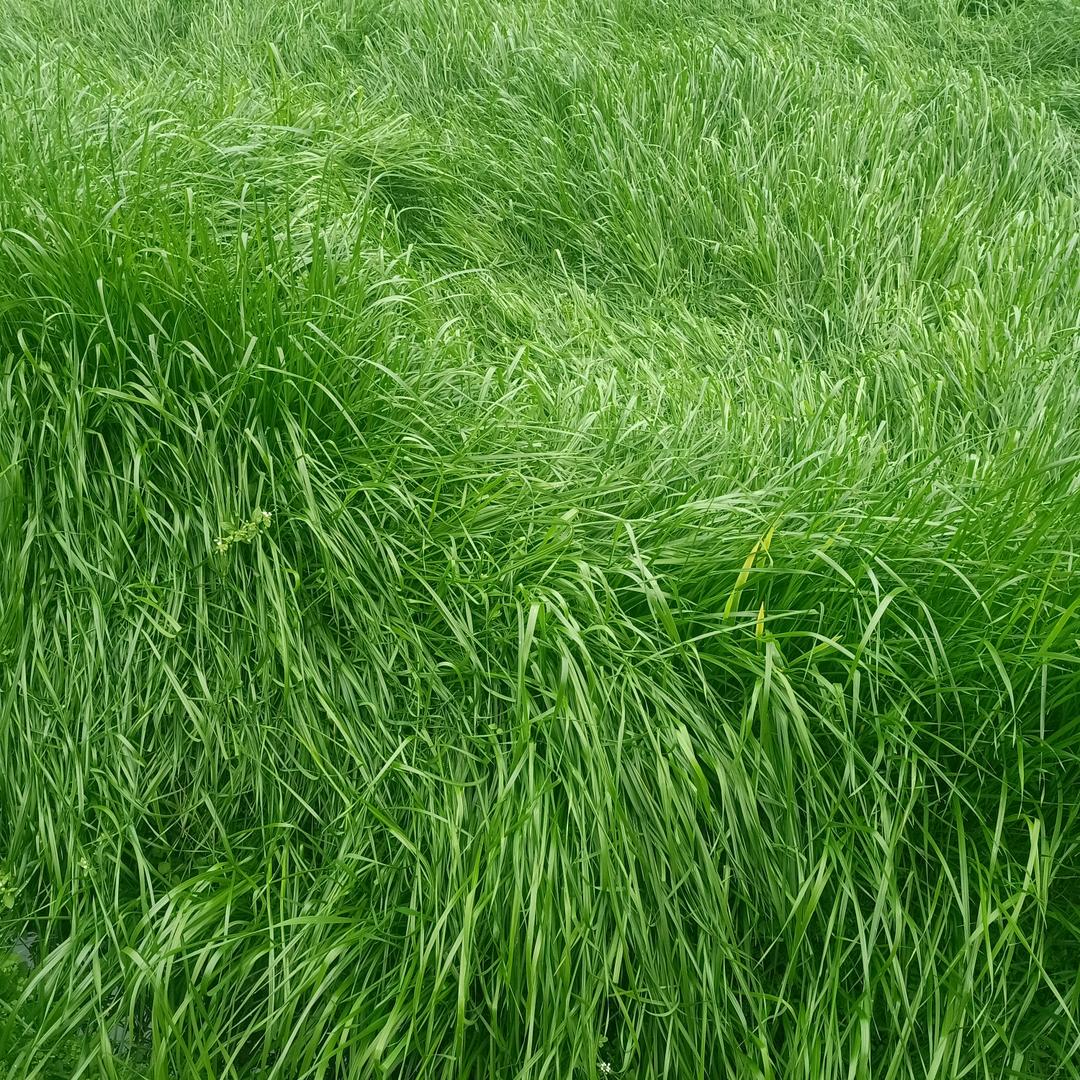 四季长清《小号》