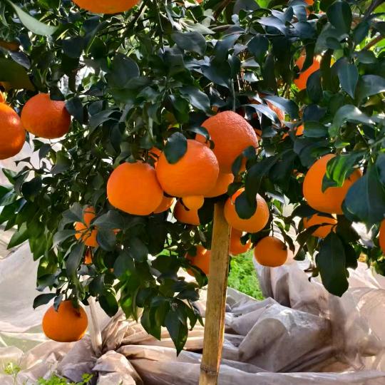 宇琪农副产品产地果园直发