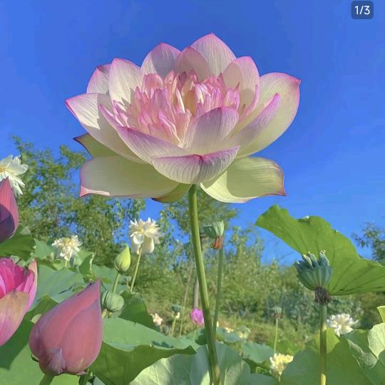 家和万事兴🌹❤️