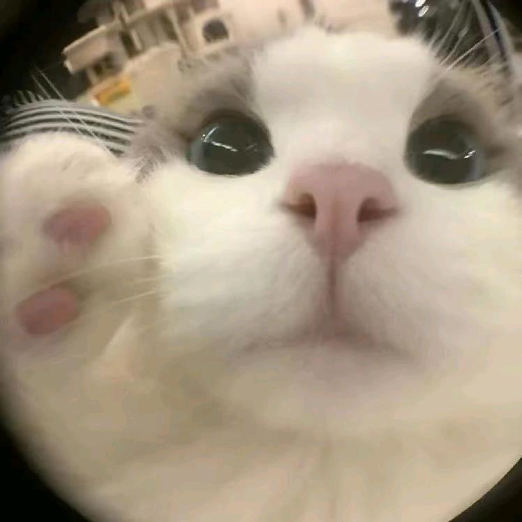 八月风独