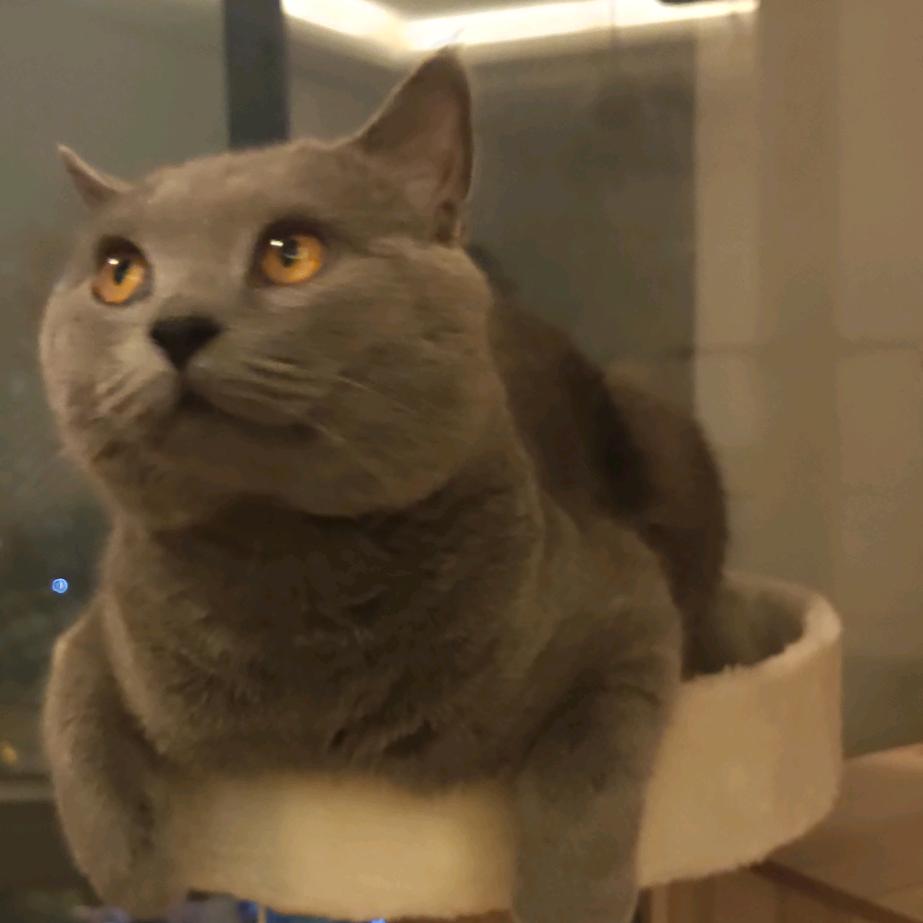 韩猫猫