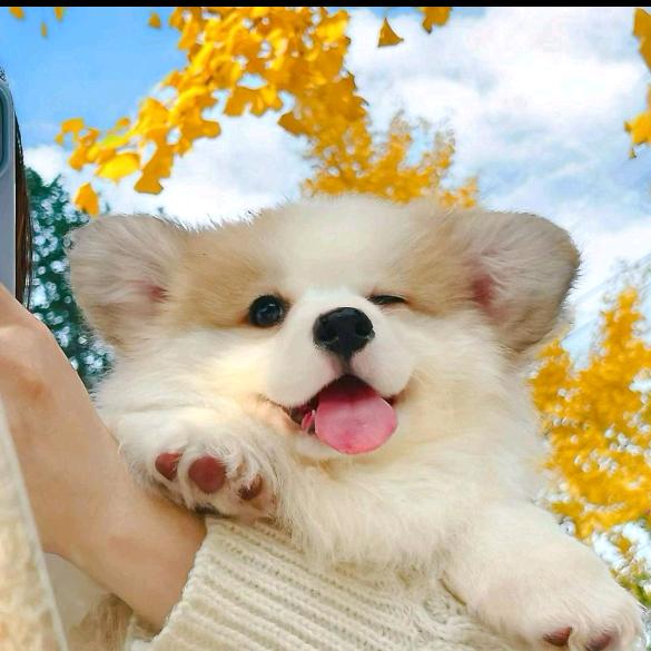 叶子yooo✨