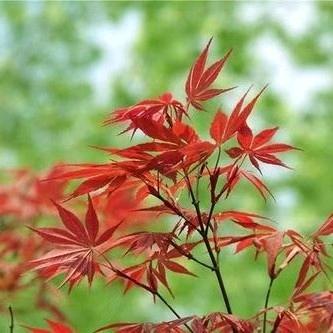 布花浅