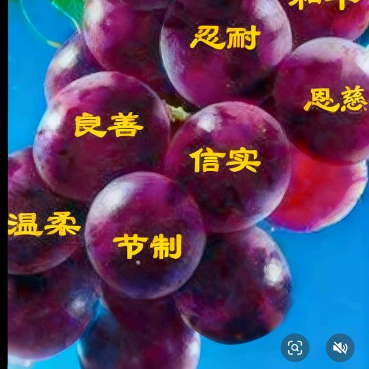 佳乐1卓怡王家大姐