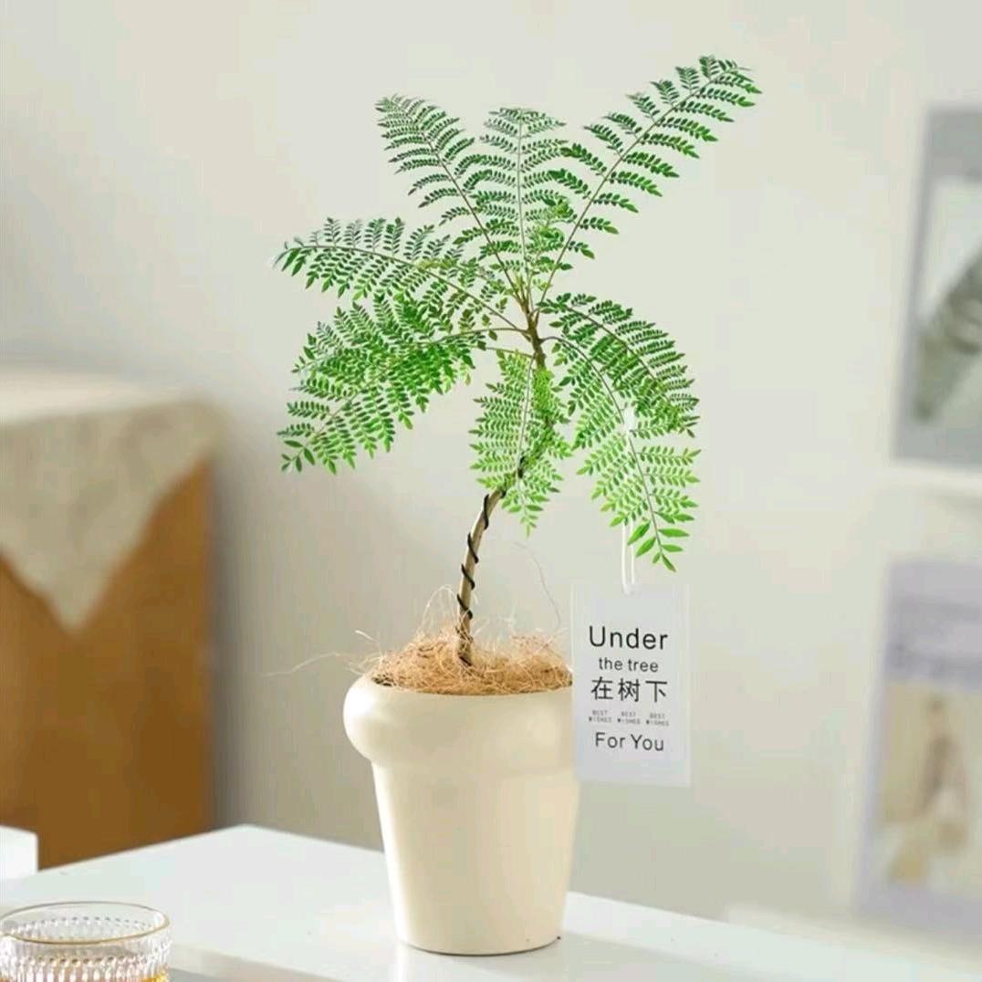 绿氧花植life