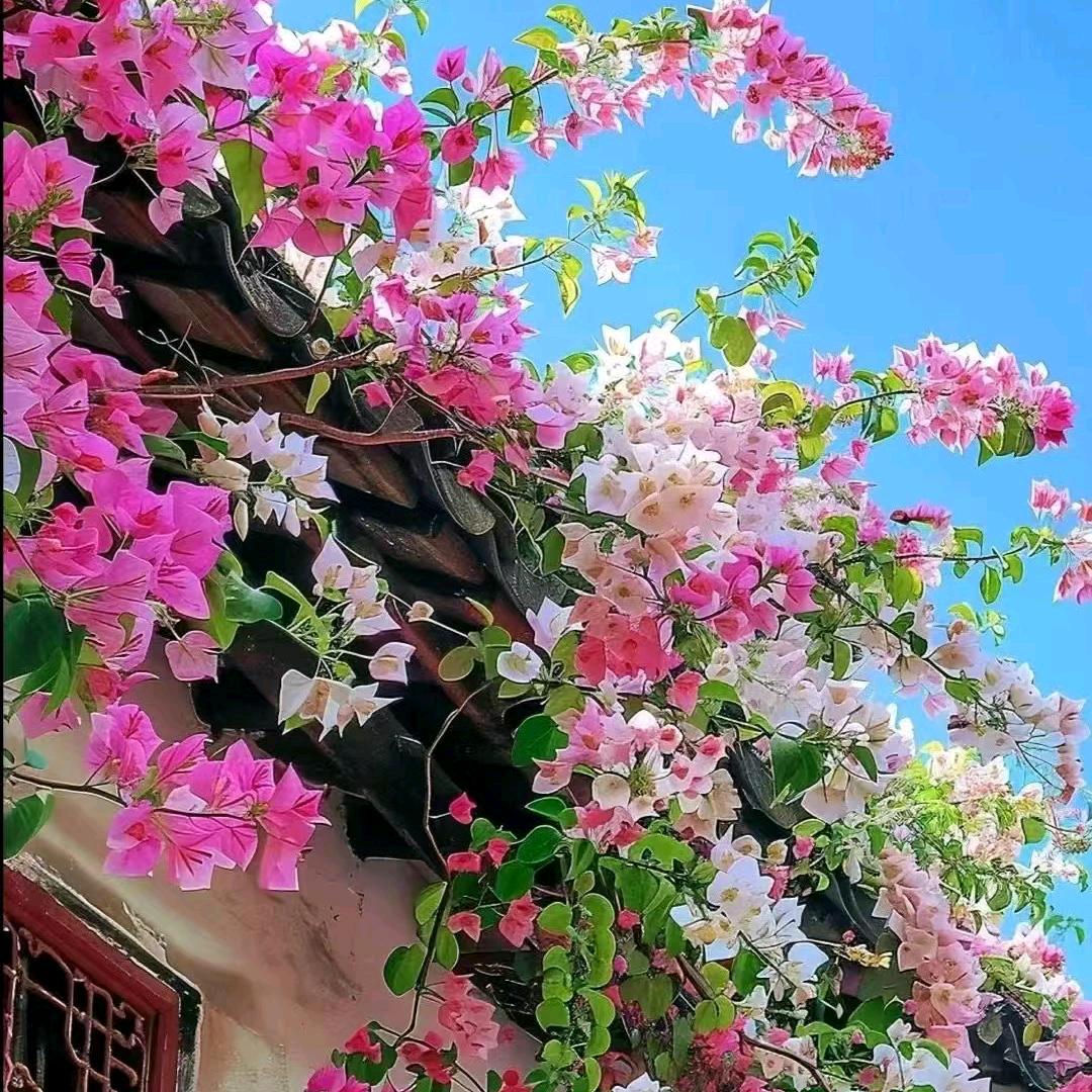 🍒🍒&晴空万李🍒🍒