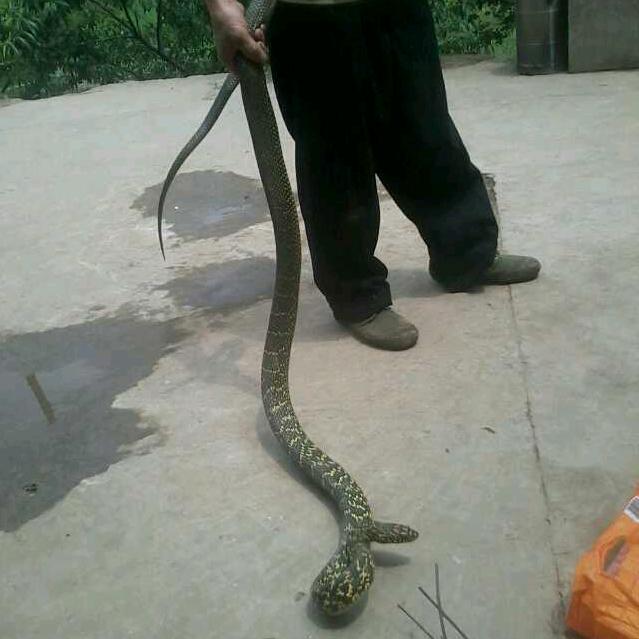 独来独往：自由人