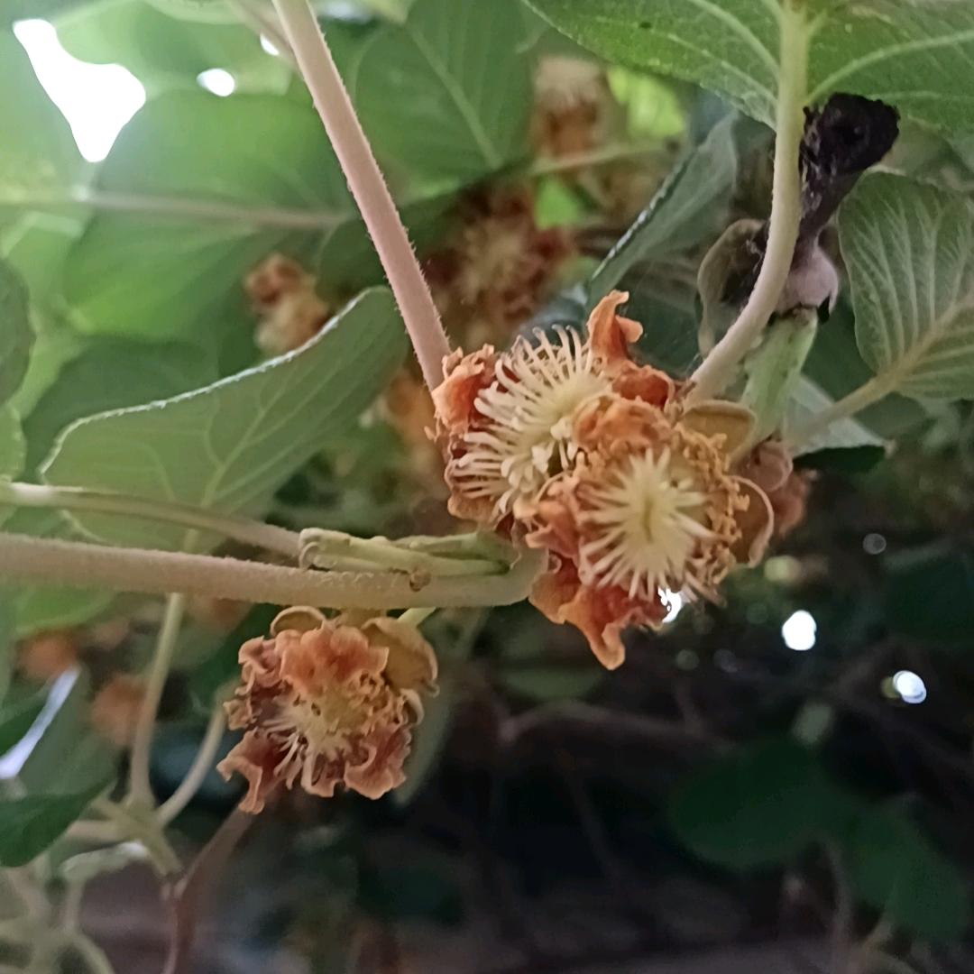 青森