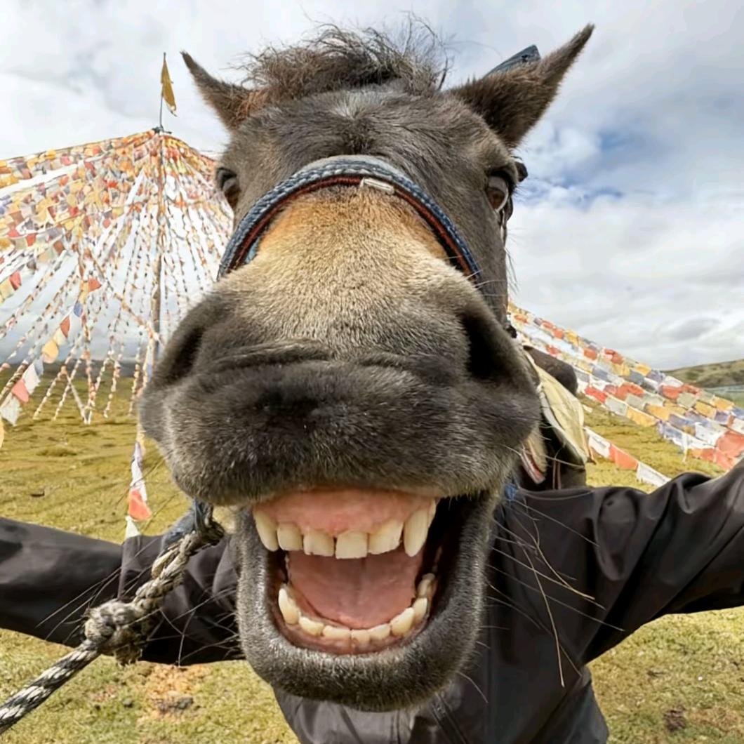 只有旅(深圳连连看)