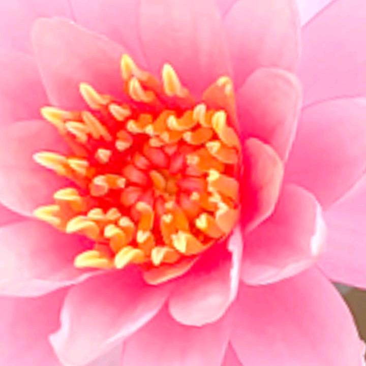 红莲🌺🇻🇳🙏