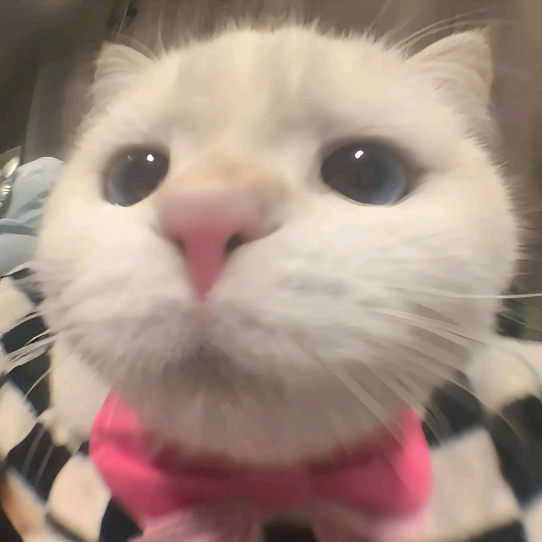 美丽是一杆套索