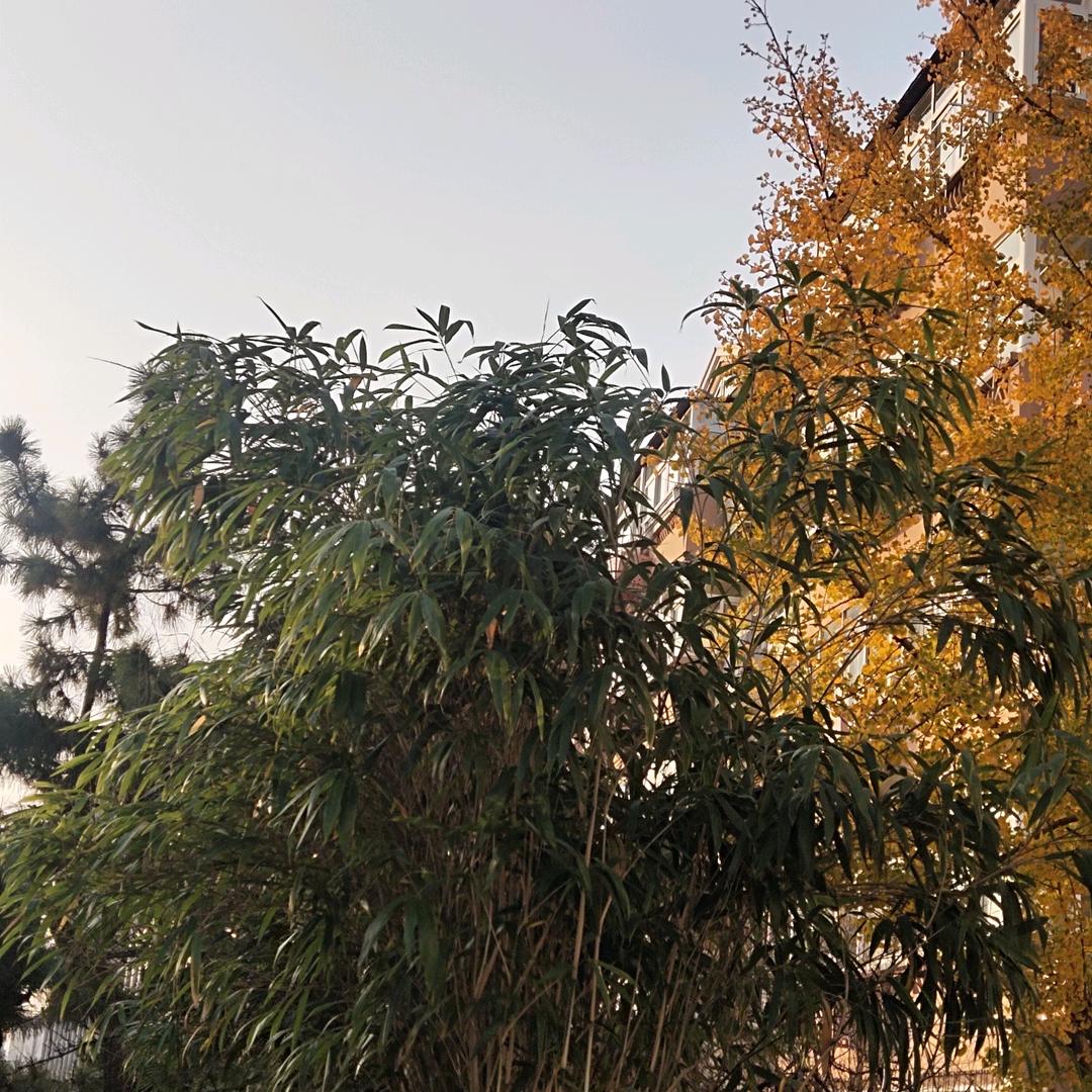秋天风景