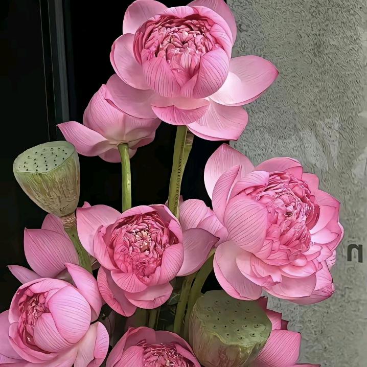 百合花
