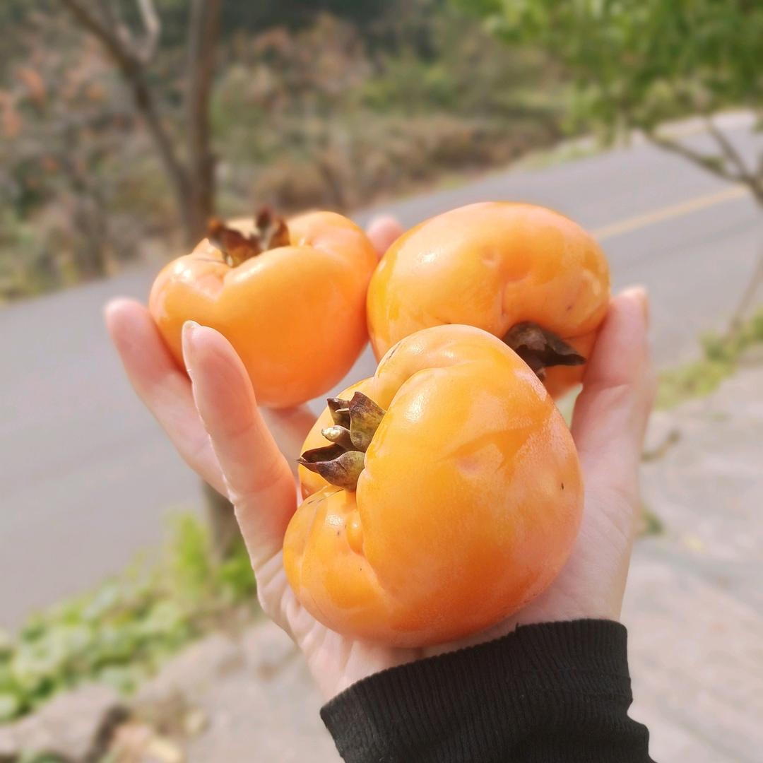 柿柿如意