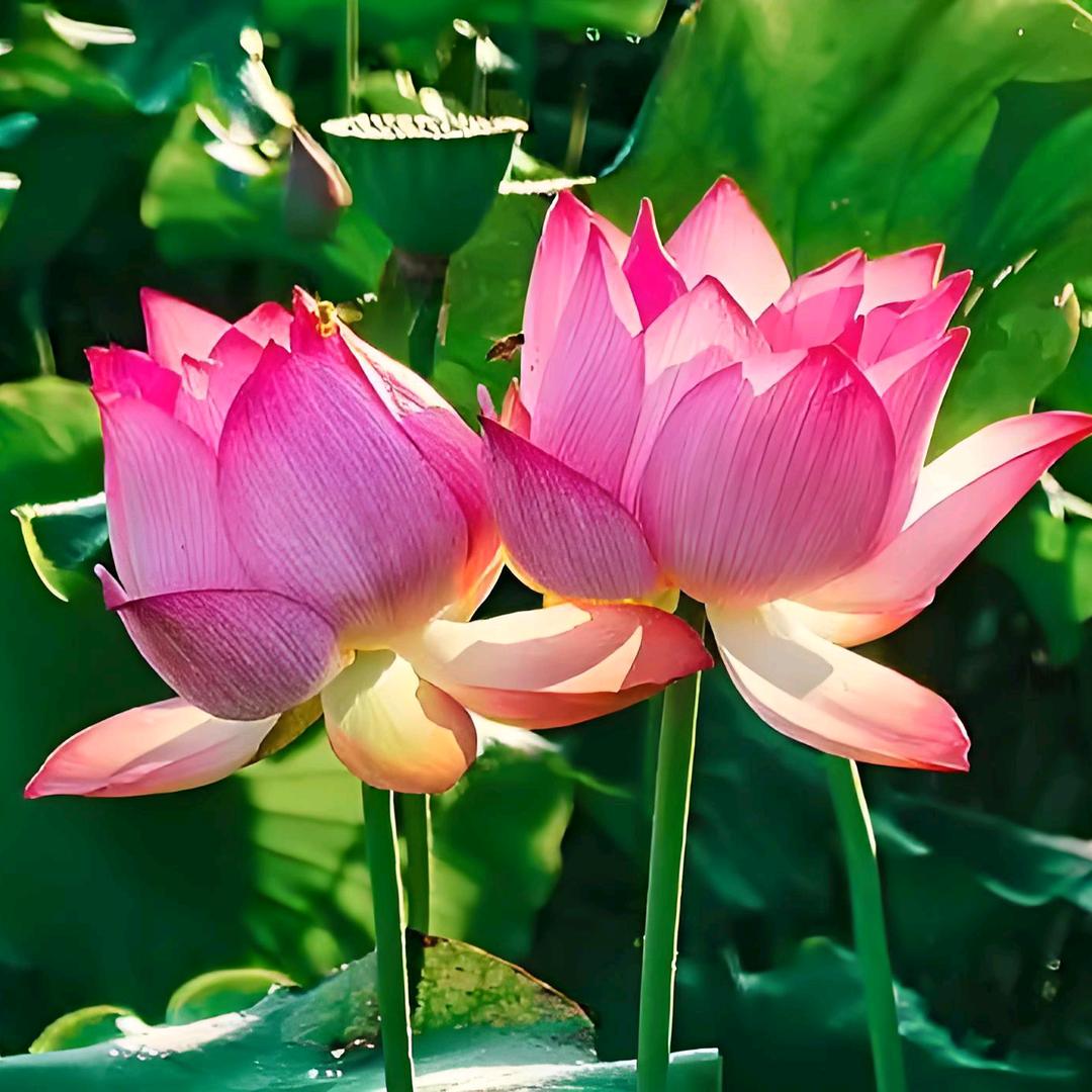 心定万事成