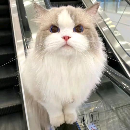 奥力给