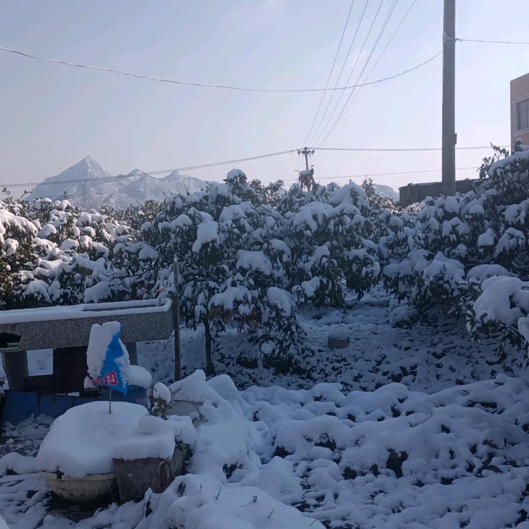 叶雪飞霏