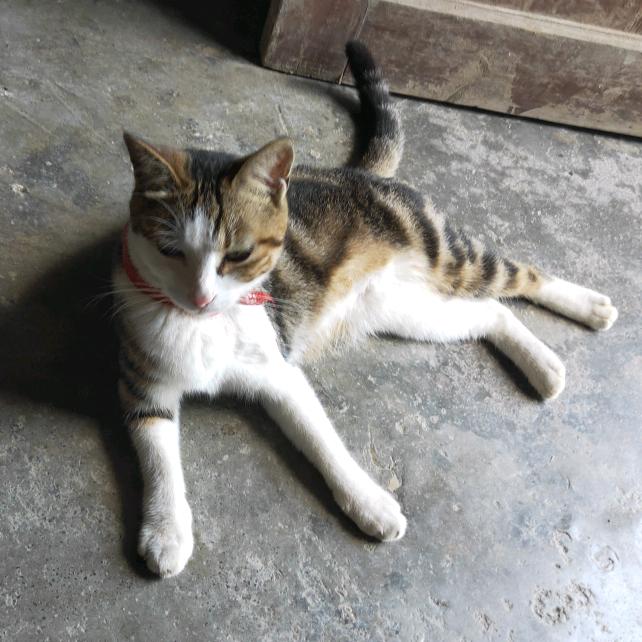 自由随风