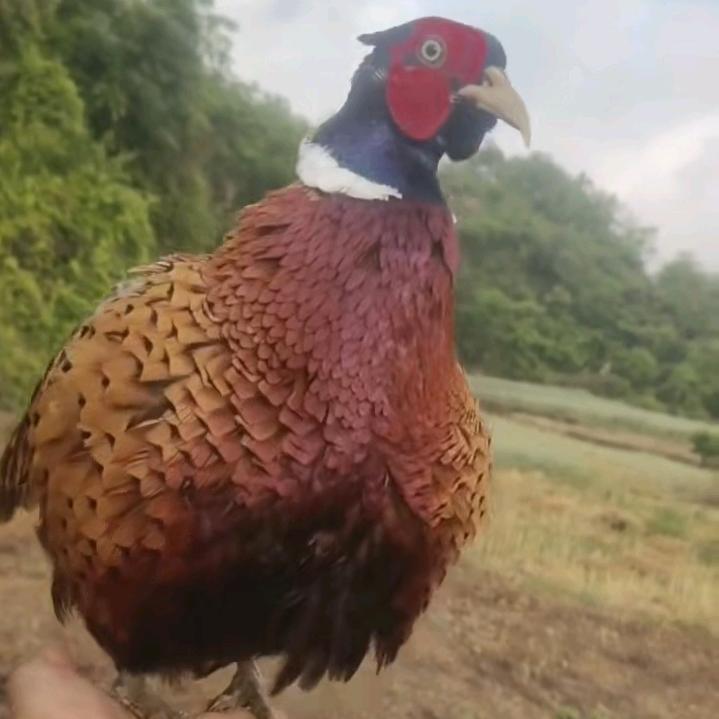 鸡媒养殖万勇