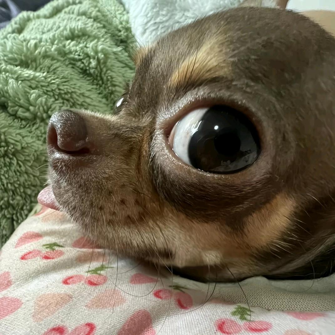 蓝个哩个蓝蓝