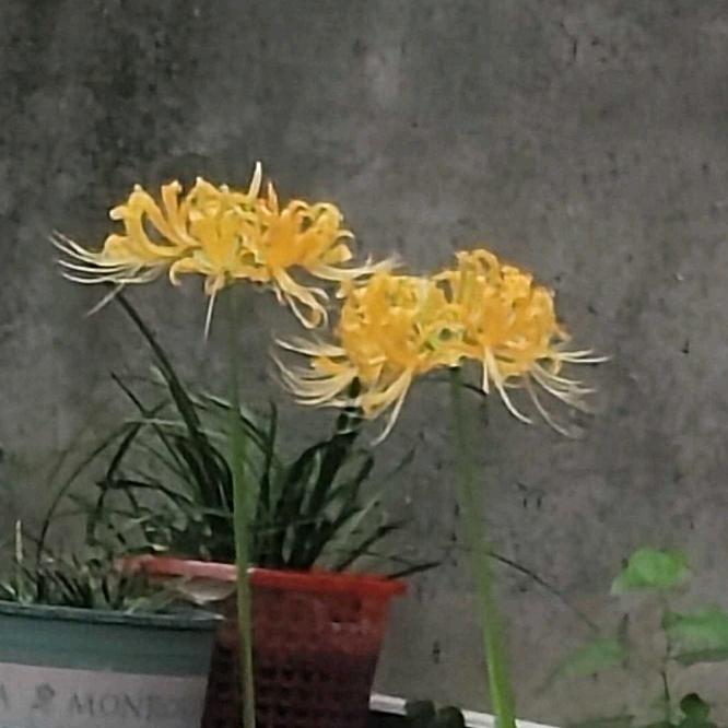 请叫我四哥😜😜