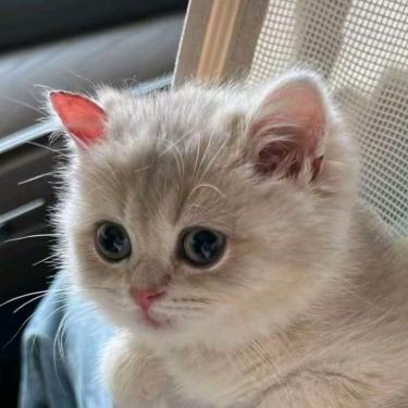 格格是菜鸟（三角洲行动）全网最菜