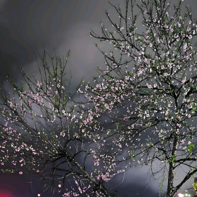 🚬এ᭄烈酒敬余生ღᩚ᭄