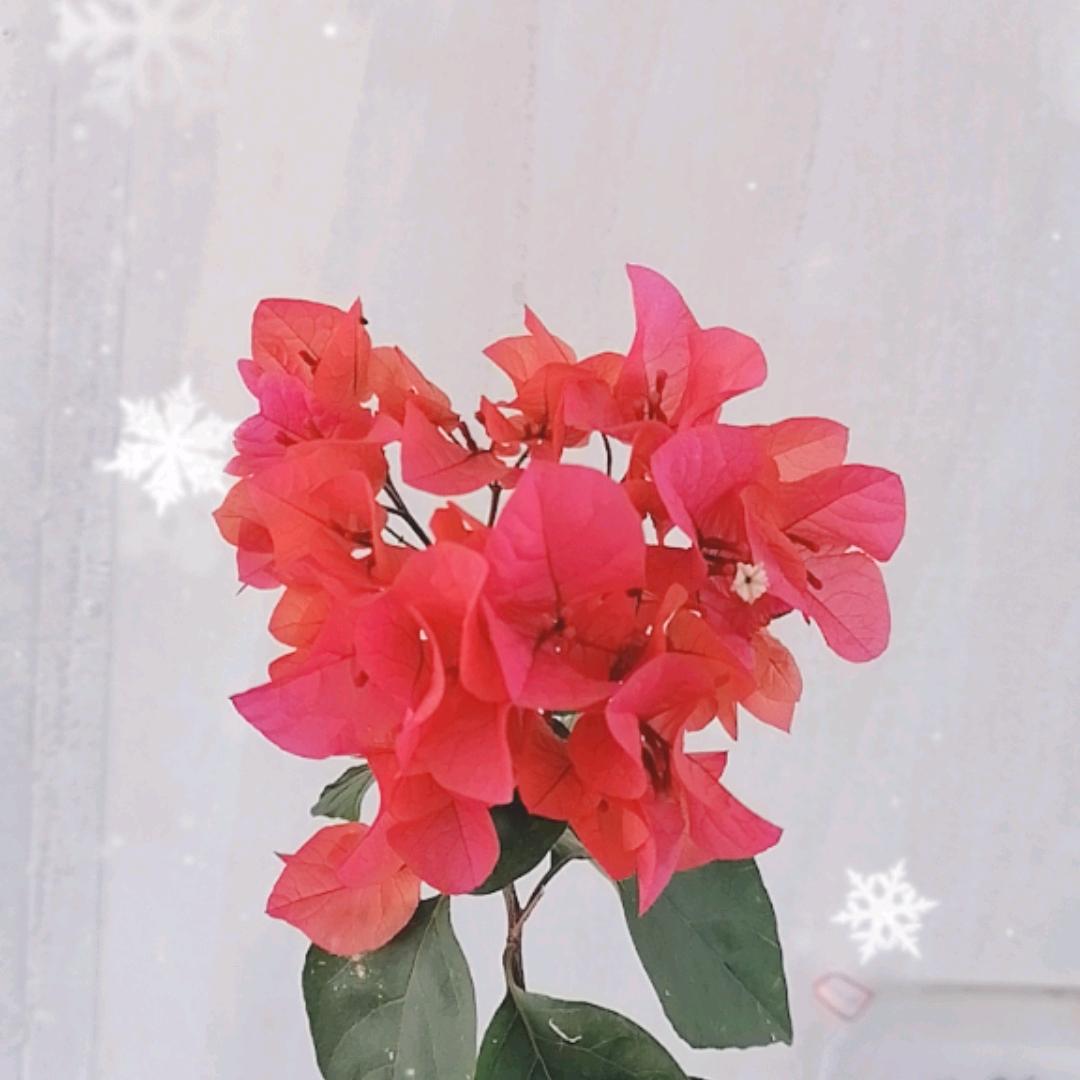 锦锈三角梅园艺