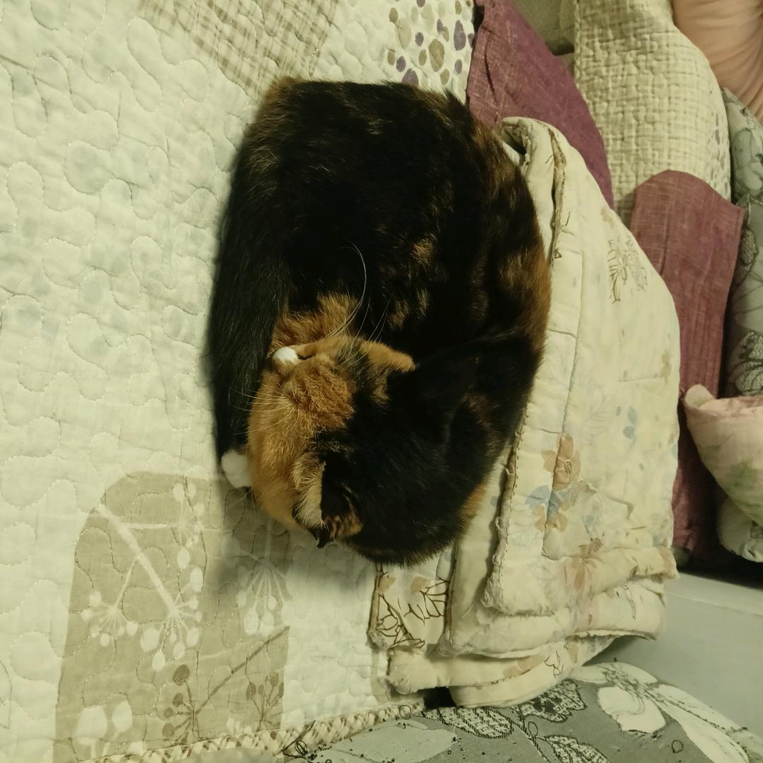 黄桃之主