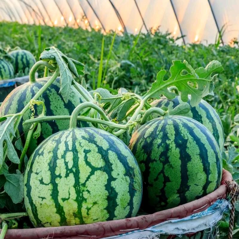 出售精品美都🍉