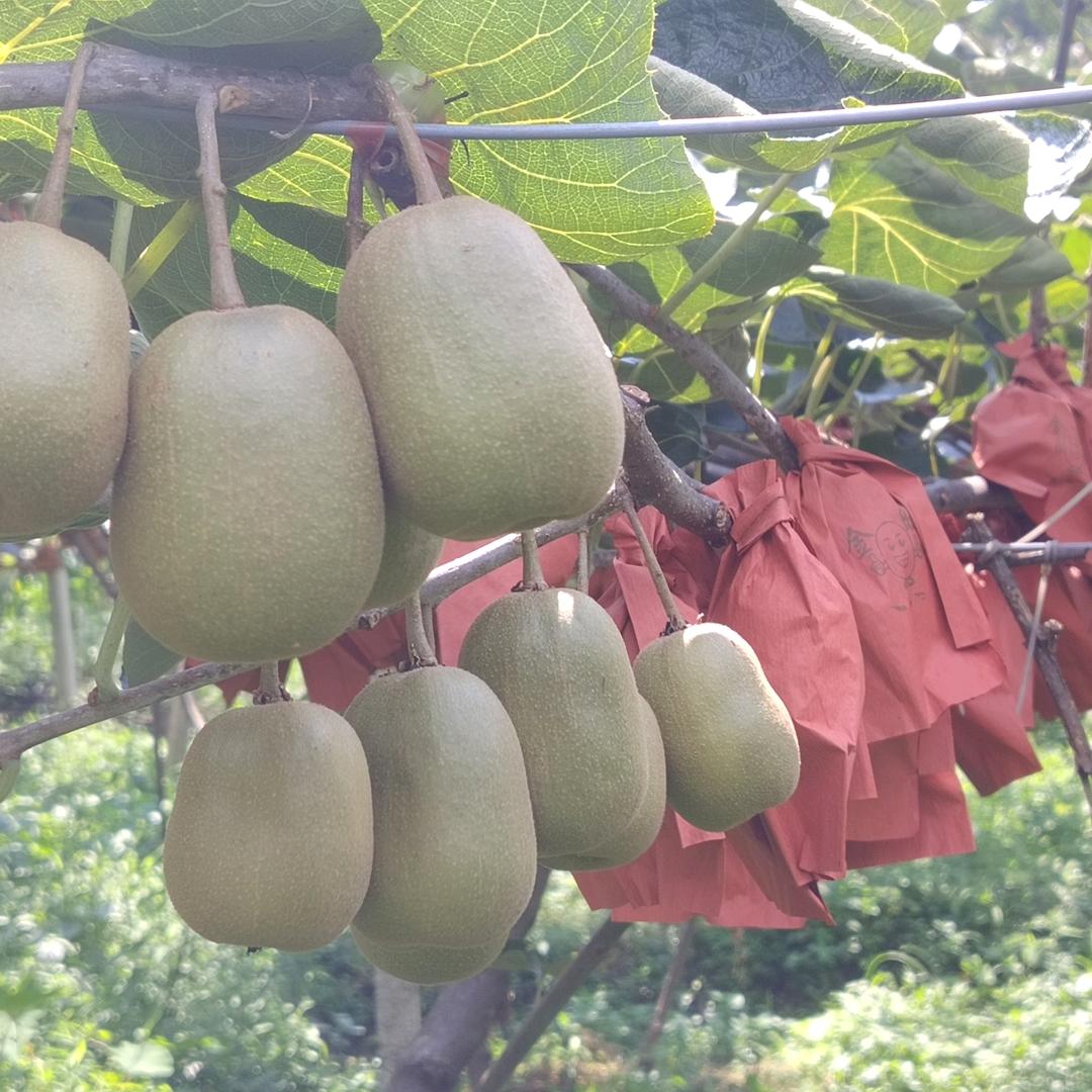 水城区应英猕猴桃好货店