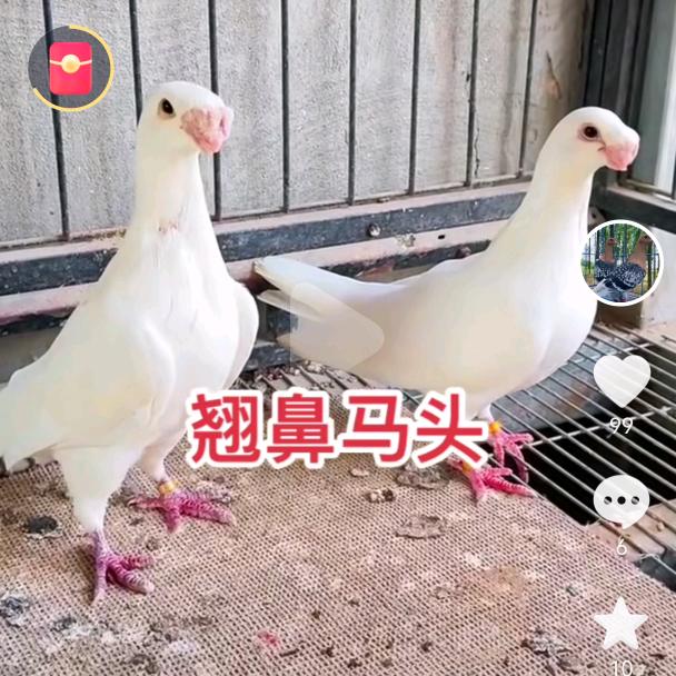 森林观赏鸽