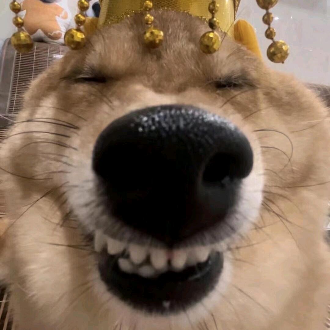 🌈无敌暴龙战士