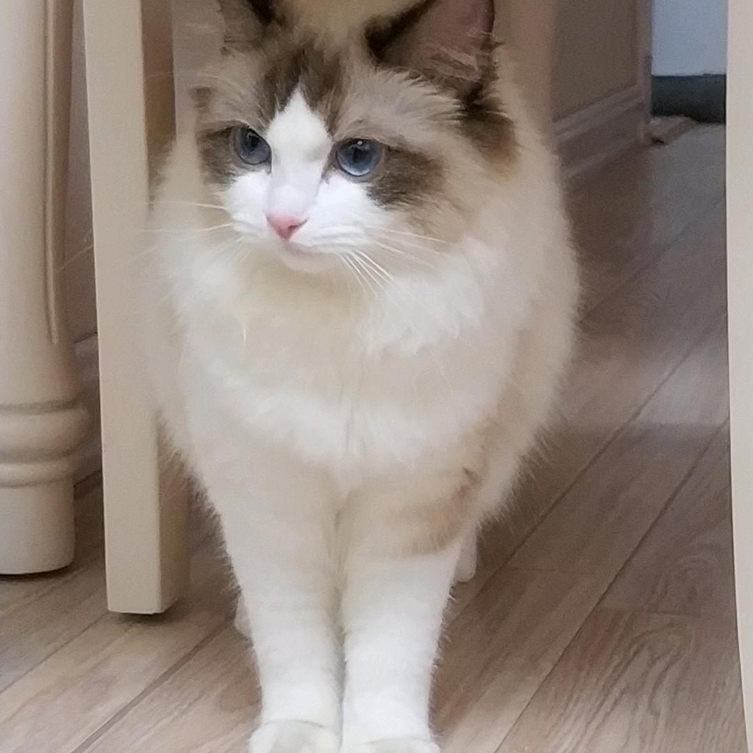如意