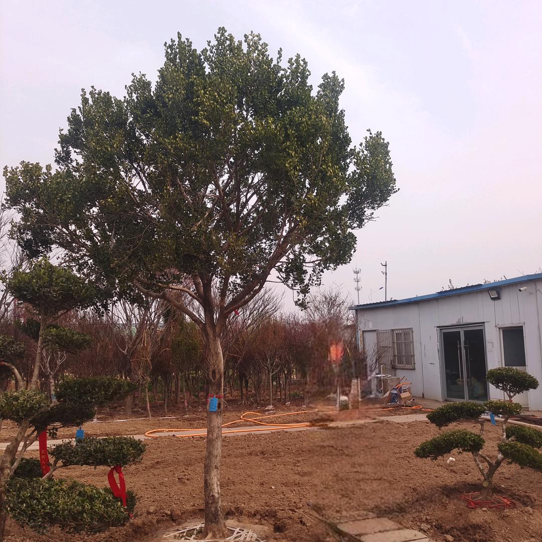 依千雪园林基地