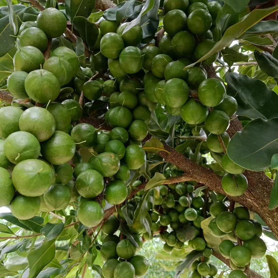 三同生物科技有限公司坚果服务团队