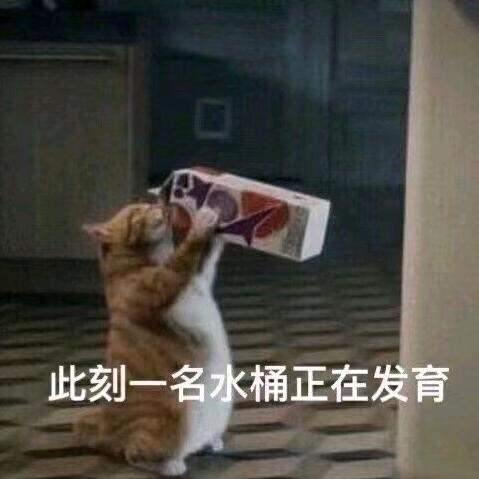 冒险之星-小林
