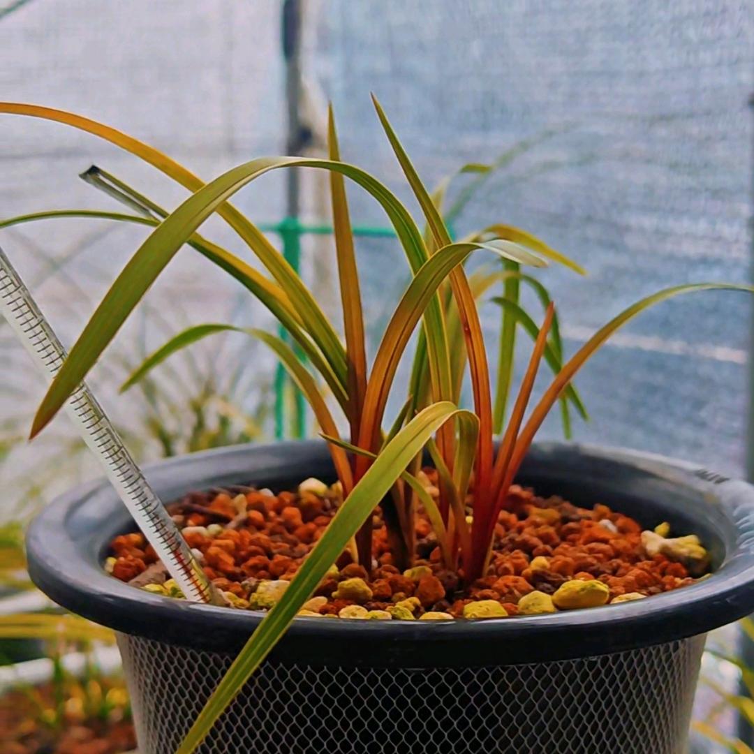 明雅花卉臻选阁