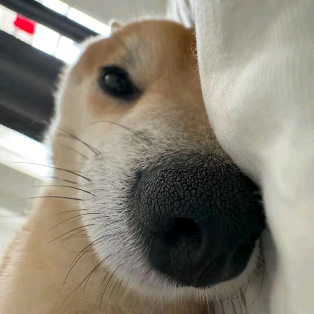 狗博