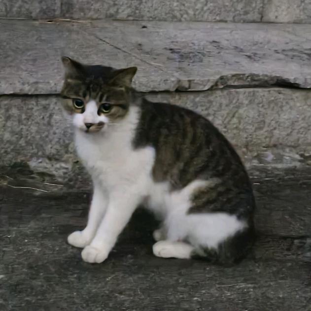 豹猫打破十年0cha（已有十周年限定棒版