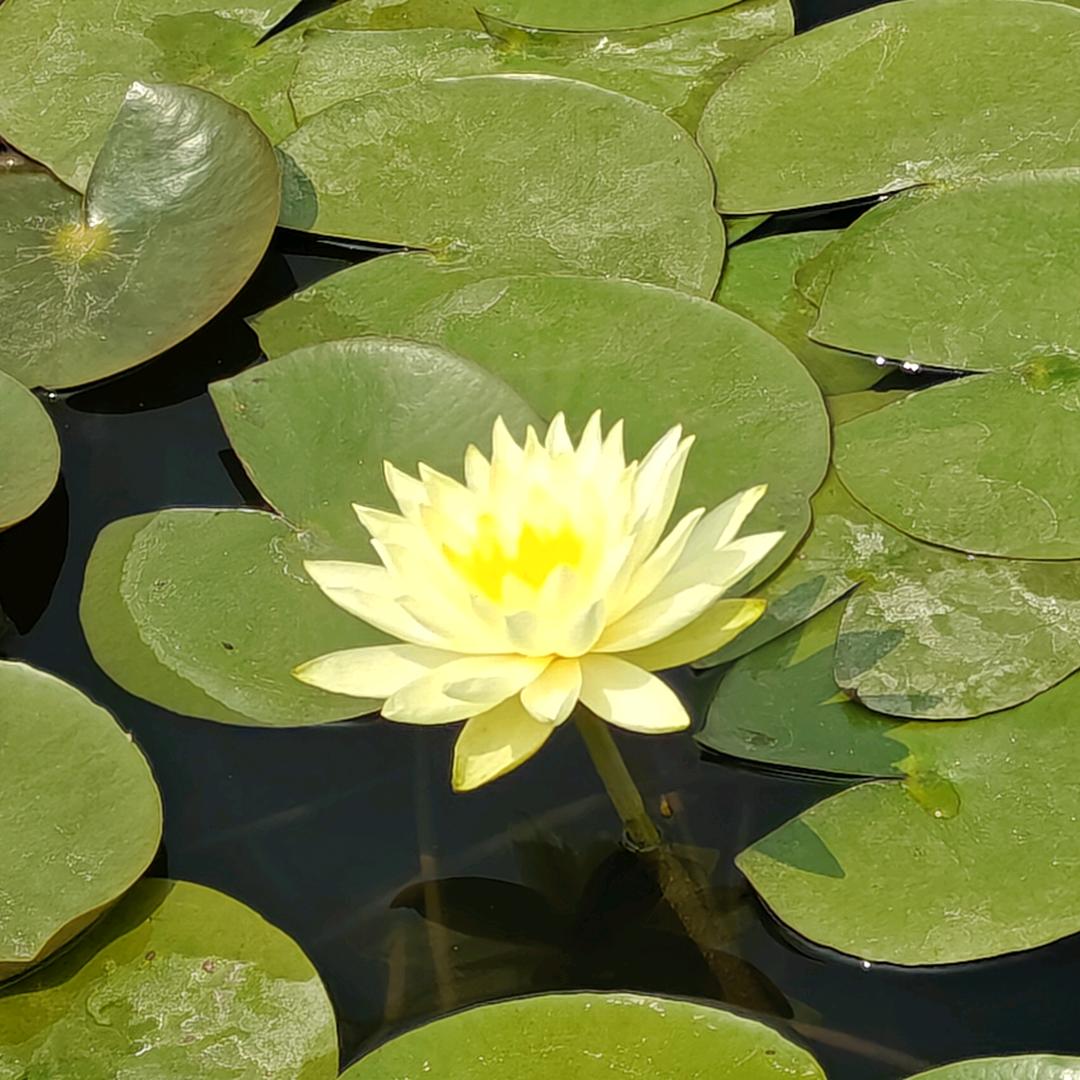 红苹果与绿苹果