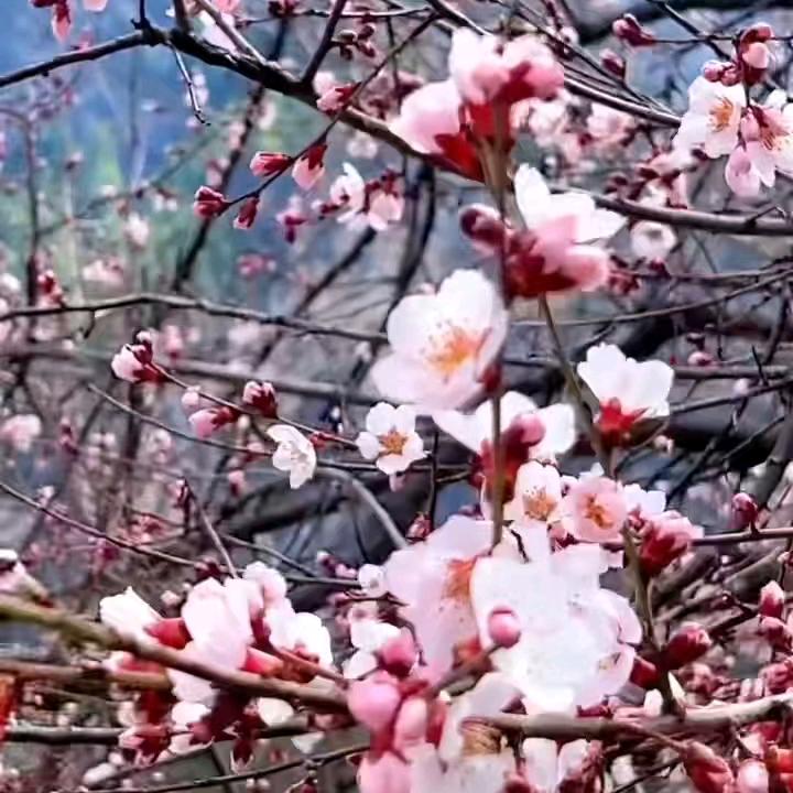 美丽的。波密县。