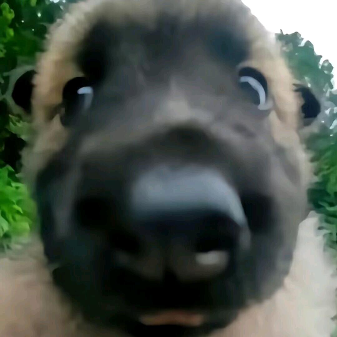 牢楷（英魂之刃）