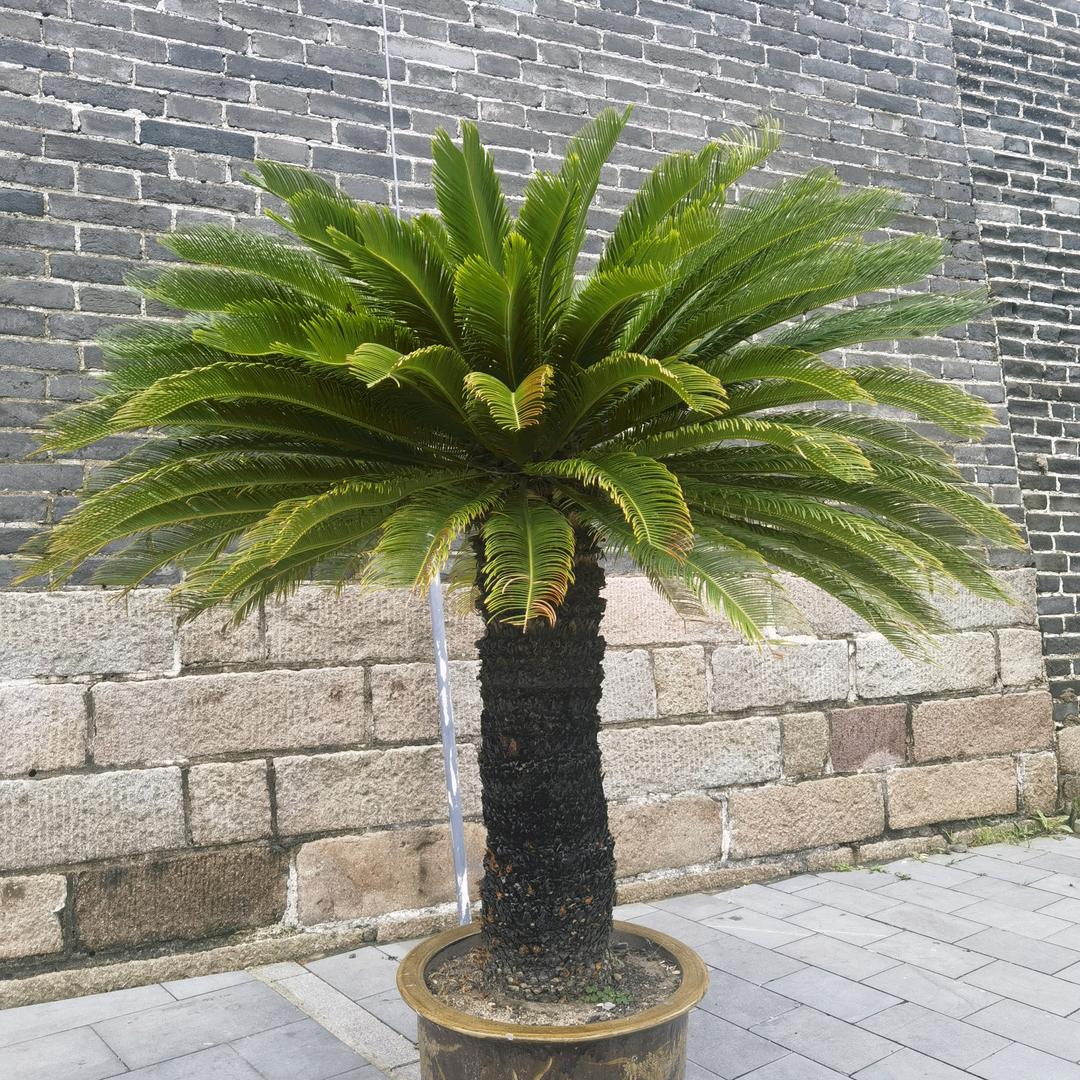 涛哥，无膜标贴花