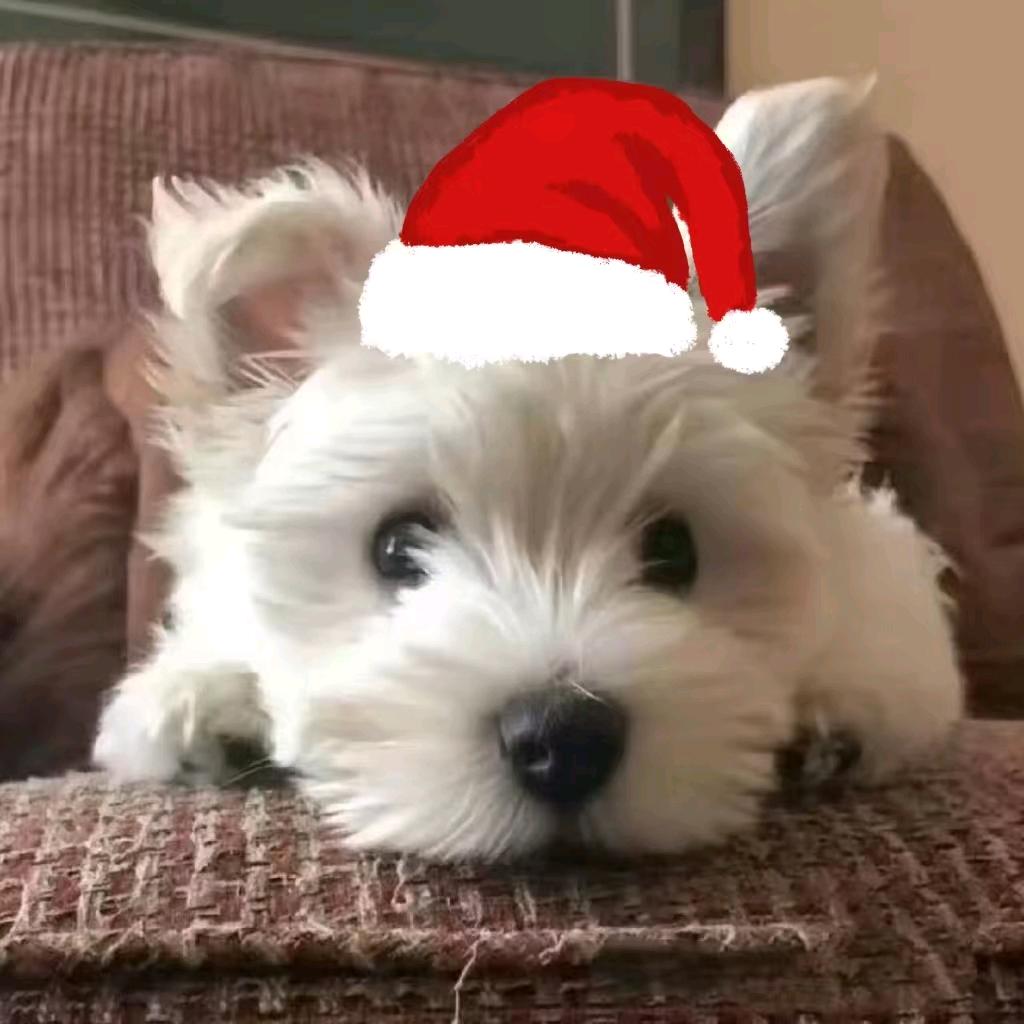 🍉邪恶西瓜地Ⱄⱄᐝ