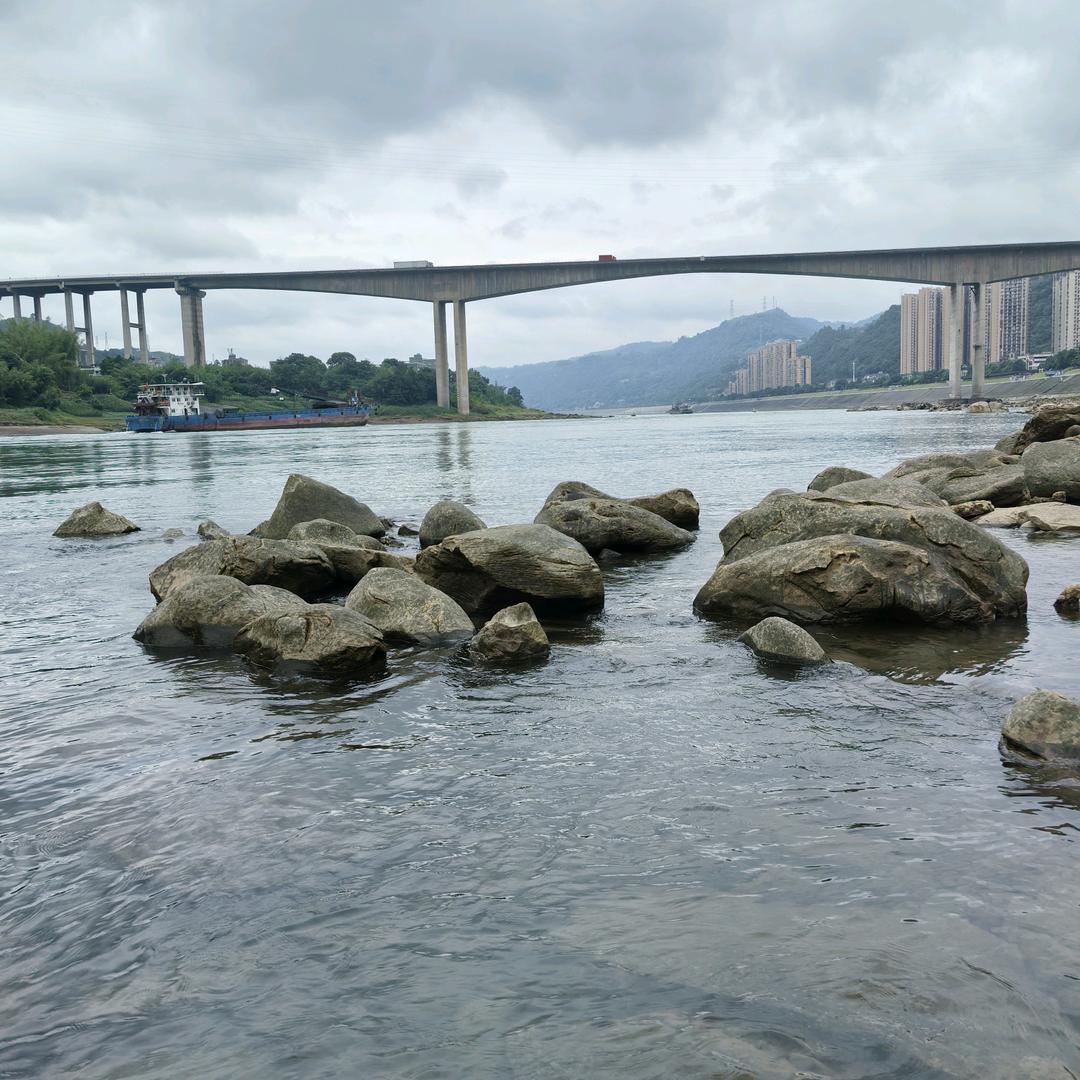 白鸽