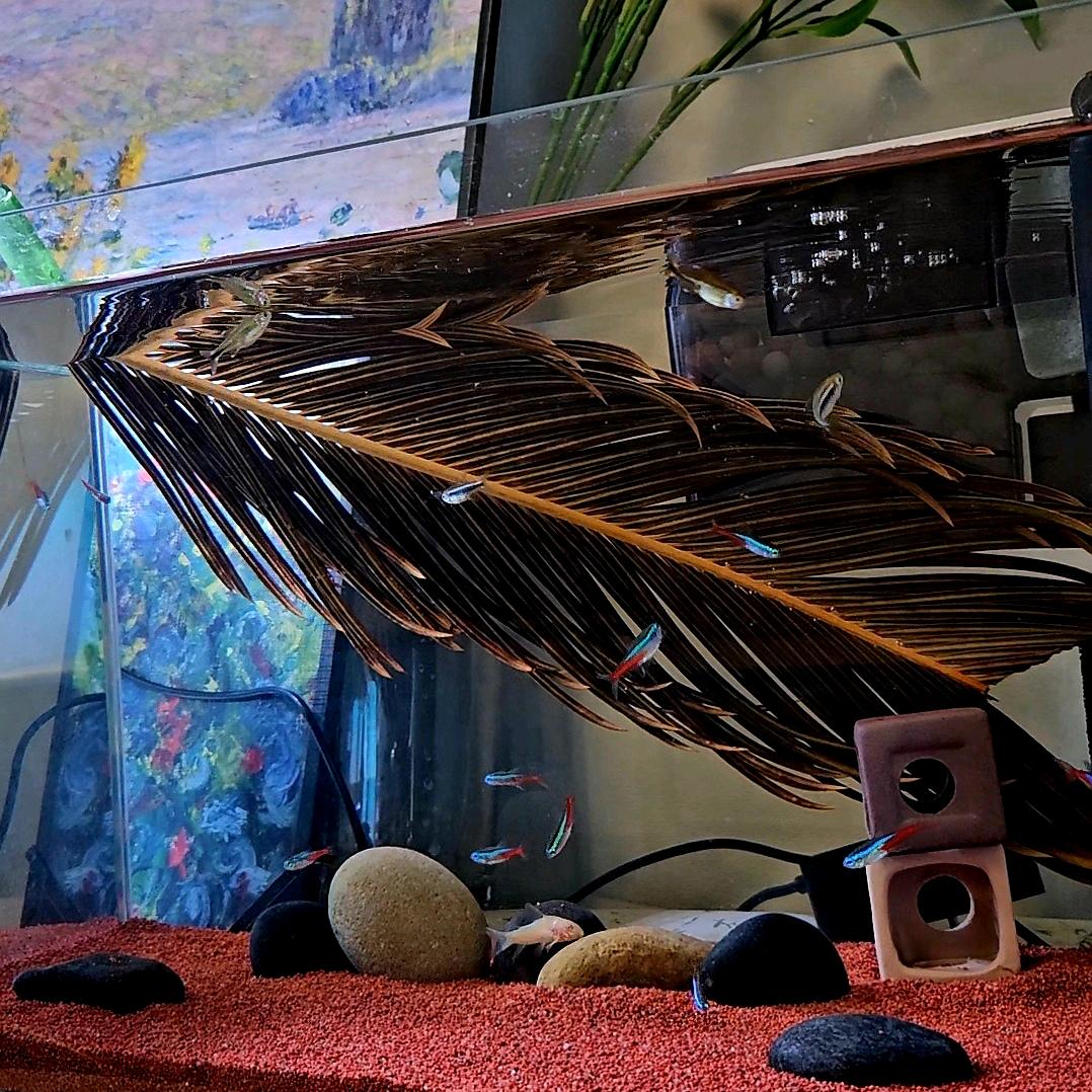 王多鱼🐳(养鱼玩~)