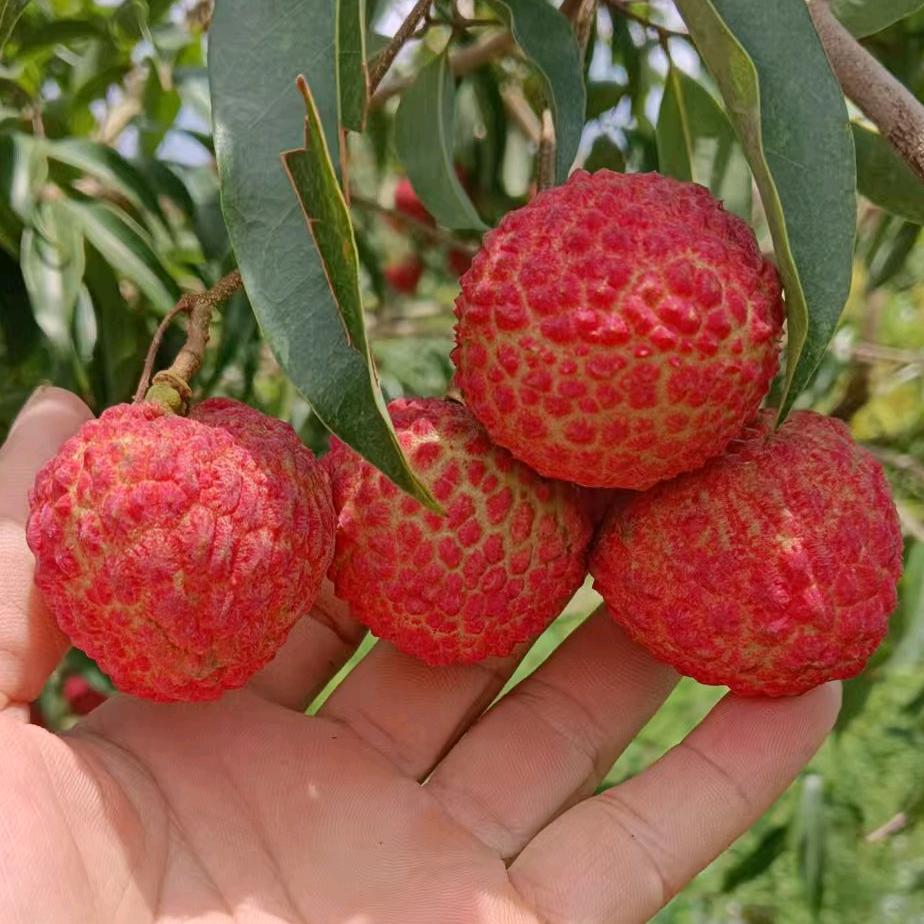 邝氏雷州福山土荔枝基地