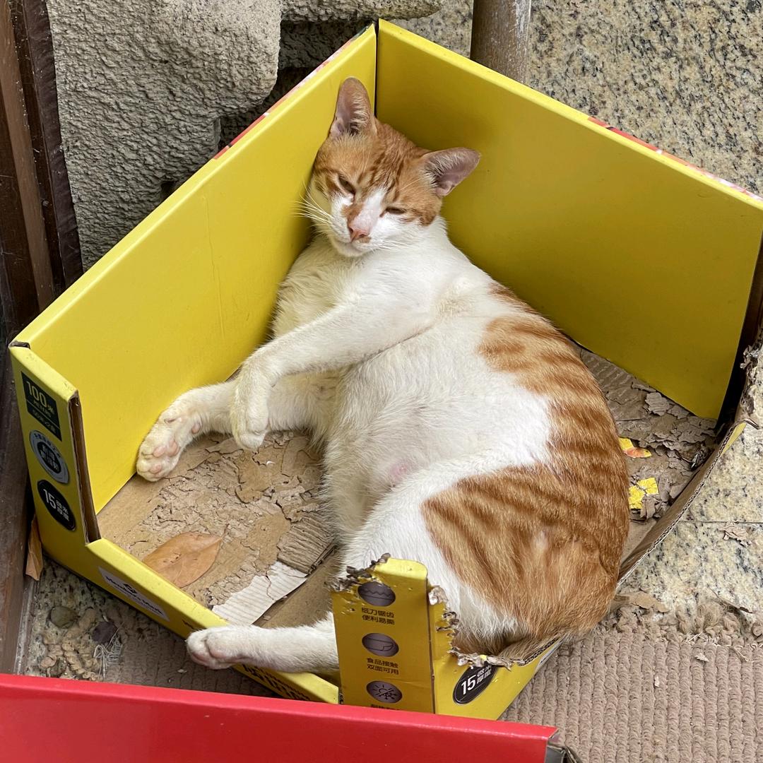 听泉赏猫