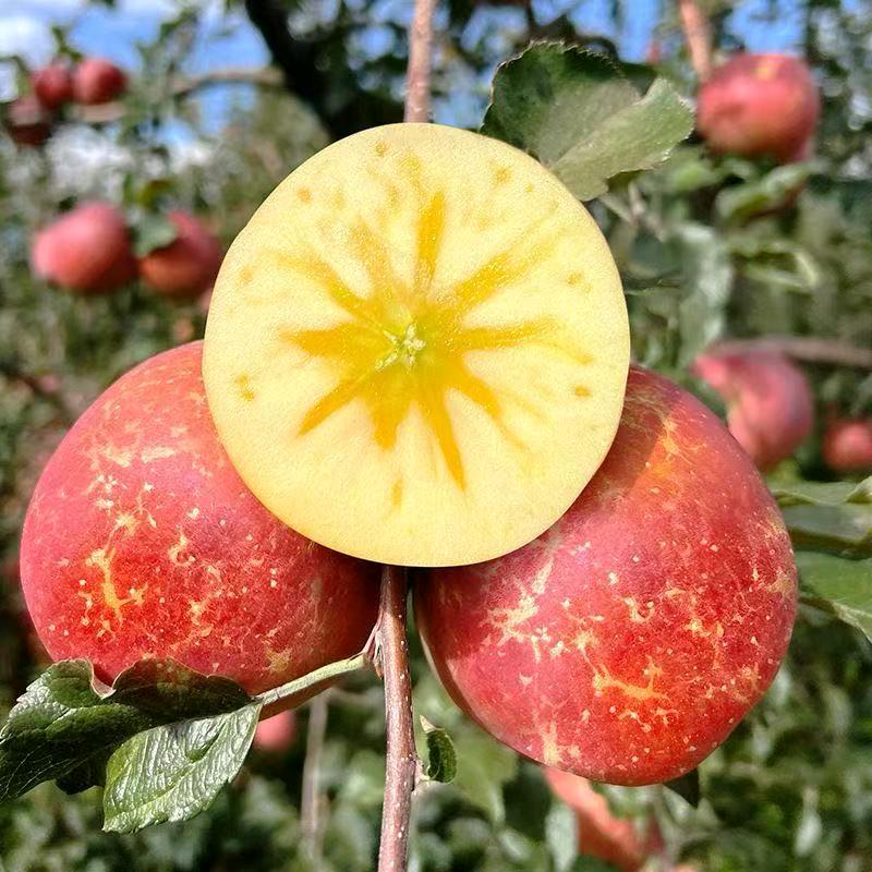 屏山臻选阁严选